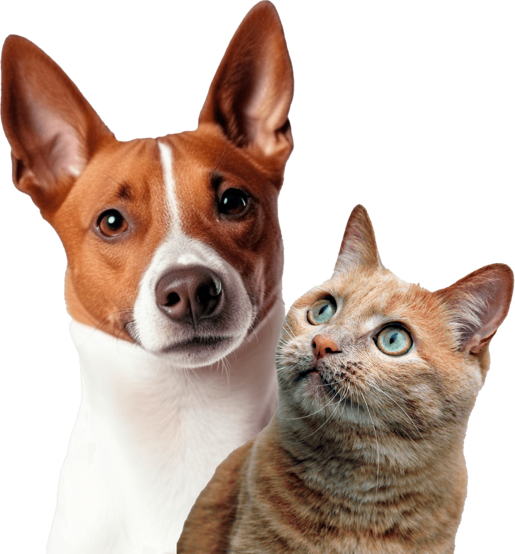 Pets